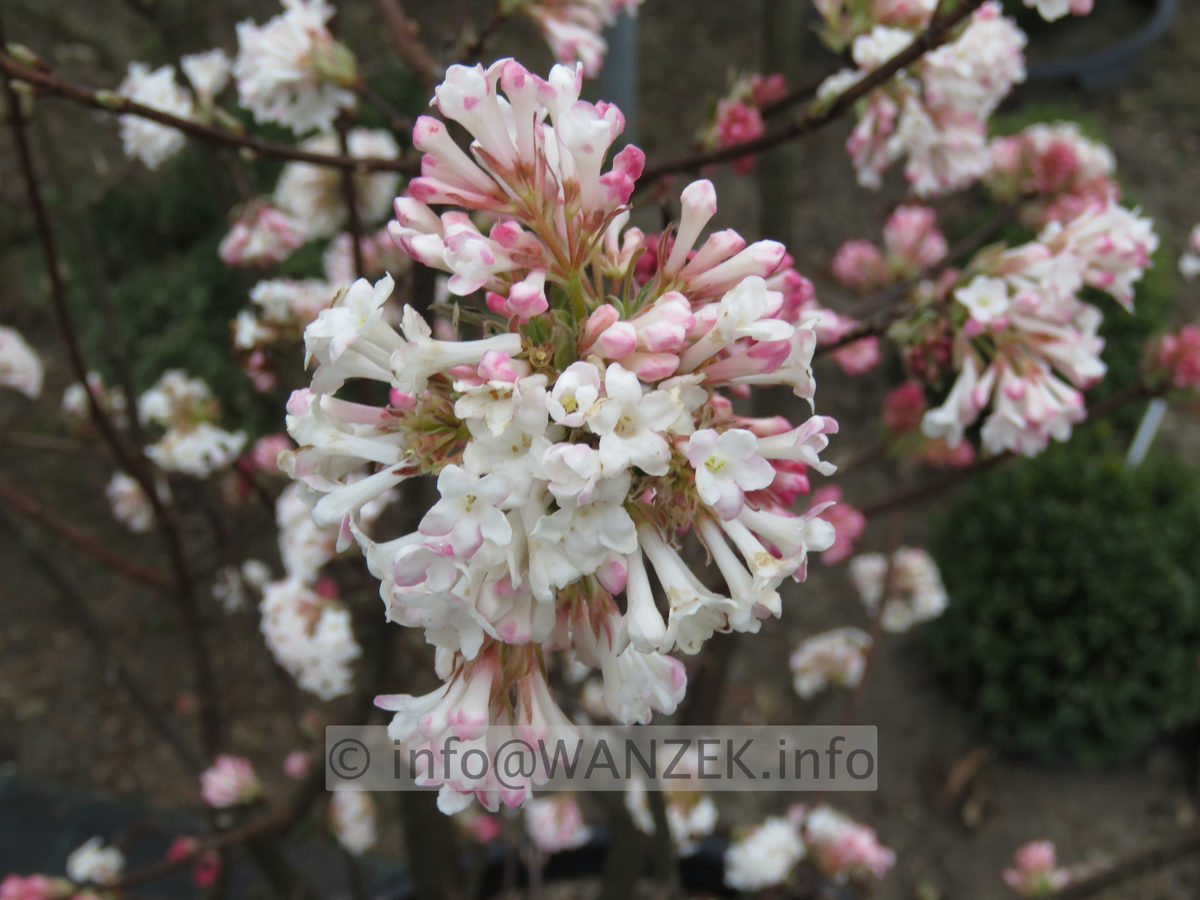 Viburnum bodnantense Charles Lamont 01 Bluetenmacro.JPG